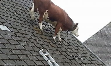 Wafugaji  Mbarali Washauriwa Kutenga Maeneo ya Mifugo ili Kuondokana na Migogoro