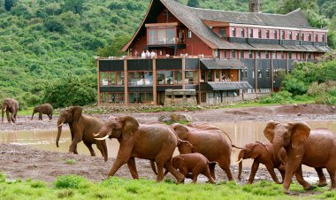 The Ark Lodge: The Hidden Gem in Kenya